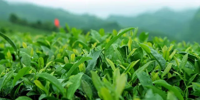 茶葉深加工膜分離技術(shù)